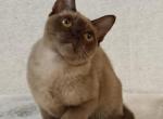 Buba - Burmese Kitten For Sale - Brooklyn, NY, US