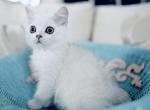 Max - Scottish Straight Kitten For Sale - 