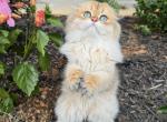 Chanel - Scottish Fold Kitten For Sale - 