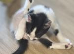 mustachio Jr - American Shorthair Kitten For Sale - Santa Clarita, CA, US