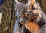 Seattle - Maine Coon Kitten For Sale - Picayune, MS, US