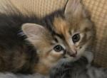 Chloe Marguerite Chauvelin - Siberian Kitten For Sale - MA, US