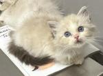 Seal bicolor ragdoll - Ragdoll Kitten For Adoption - Anniston, AL, US