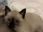 Siamese - Siamese Kitten For Sale - East Longmeadow, MA, US