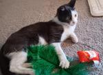 Blu J - Domestic Cat For Adoption - Los Angeles, CA, US