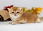 Zoro - British Shorthair Kitten For Sale - Ashburn, VA, US