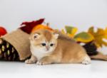 Zima - British Shorthair Kitten For Sale - Ashburn, VA, US