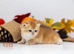 Zuzu - British Shorthair Kitten For Sale - Ashburn, VA, US