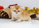 Zoi - British Shorthair Kitten For Sale - Ashburn, VA, US