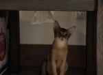 starky - Abyssinian Kitten For Sale - 