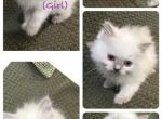 Beautiful babies - Ragdoll Kitten For Sale - Overland Park, KS, US