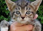 Pretty Girl - American Shorthair Kitten For Sale - 