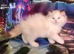 Olesia - Ragdoll Kitten For Sale - 