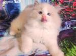 Tonny Ragdoll Boy - Ragdoll Kitten For Sale - VA, US