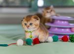 Clover - Scottish Fold Kitten For Sale - Bensalem, PA, US