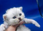 Cinderella Scottish Higland straight - Scottish Straight Kitten For Sale - 