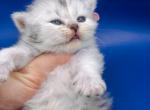 Smith Scottish Higland straight male - Scottish Straight Kitten For Sale - 