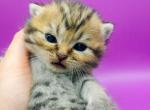 Monroe Scottish straight - Scottish Straight Kitten For Sale - 