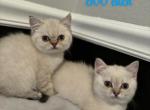 British Shorthair Kittens - British Shorthair Kitten For Sale - 