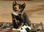 Rosie - Domestic Kitten For Adoption - Myerstown, PA, US