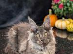 Zorro Black - Maine Coon Kitten For Sale - Fremont, MI, US