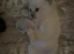 Brooklyn ON HOLD Kats ravishing ragdolls - Ragdoll Kitten For Sale - Lancaster, PA, US