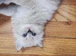 Tails - Ragdoll Kitten For Sale - 