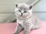 Luci - British Shorthair Kitten For Sale - Woodland Park, CO, US