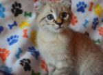 Highland Lynx kitties - Highlander Kitten For Sale - Bradford, NH, US