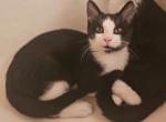 Oreo - Domestic Kitten For Sale - Maineville, OH, US