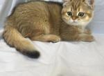 British Shorthair Male Kitten - British Shorthair Kitten For Sale - Auburn, WA, US