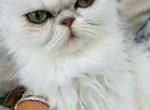 Helena of Towercastle - Persian Cat For Sale/Retired Breeding - West Palm Beach, FL, US