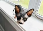 2 Sphynx Kittens - Sphynx Kitten For Adoption - TX, US