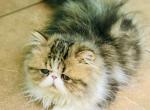 Tinkerbell of Towercastle - Persian Kitten For Sale - West Palm Beach, FL, US