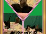 American Crurl Kittens - American Curl Kitten For Sale - FL, US