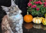 Tintin Teal - Maine Coon Kitten For Sale - Fremont, MI, US