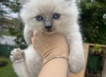 Marshmallow - Ragdoll Kitten For Sale - Syracuse, NY, US