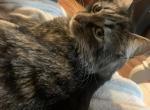 Grimley - Domestic Cat For Adoption - Athens, GA, US