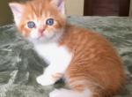 Orange - Scottish Straight Kitten For Sale - Plymouth, MA, US