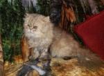 Golden Boy - Persian Cat For Sale - 