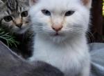 Cotton - Siamese Kitten For Sale - Portland, OR, US