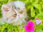 Barbie of Towercastle - Persian Kitten For Sale - West Palm Beach, FL, US