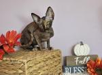 Tigress - Sphynx Kitten For Sale - Mundelein, IL, US