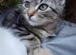 Stripey - Siamese Kitten For Sale - Portland, OR, US