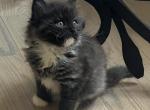 Smoke Ragdoll Persian Himalayan Cross - Ragamuffin Kitten For Sale - 