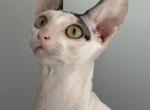 Arnis - Cornish Rex Kitten For Sale - 