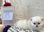 Foggy - British Shorthair Kitten For Sale - 