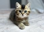 Yellow - Scottish Straight Kitten For Sale - 