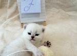 Thunder - British Shorthair Kitten For Sale - 