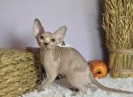 Pixel - Sphynx Kitten For Sale - 